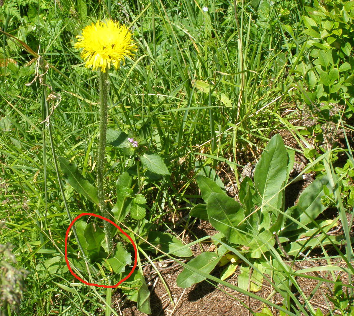 Asteracea:  Hypochaeris uniflora